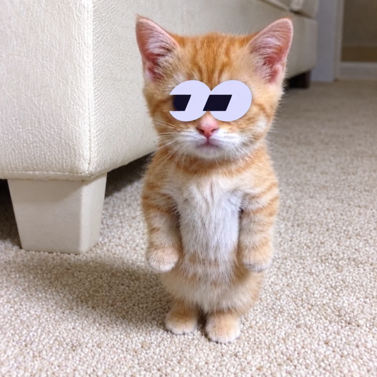 Tiny ginger El Gato standing on the carpet, with his single pair of lavender eyes