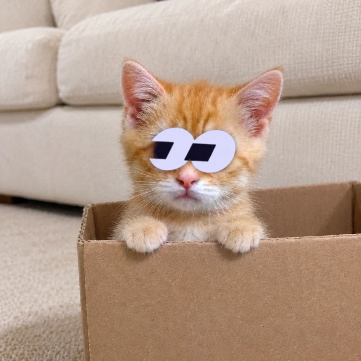 El Gato watching from his cardboard box