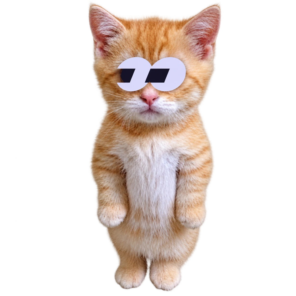 El Gato, your player